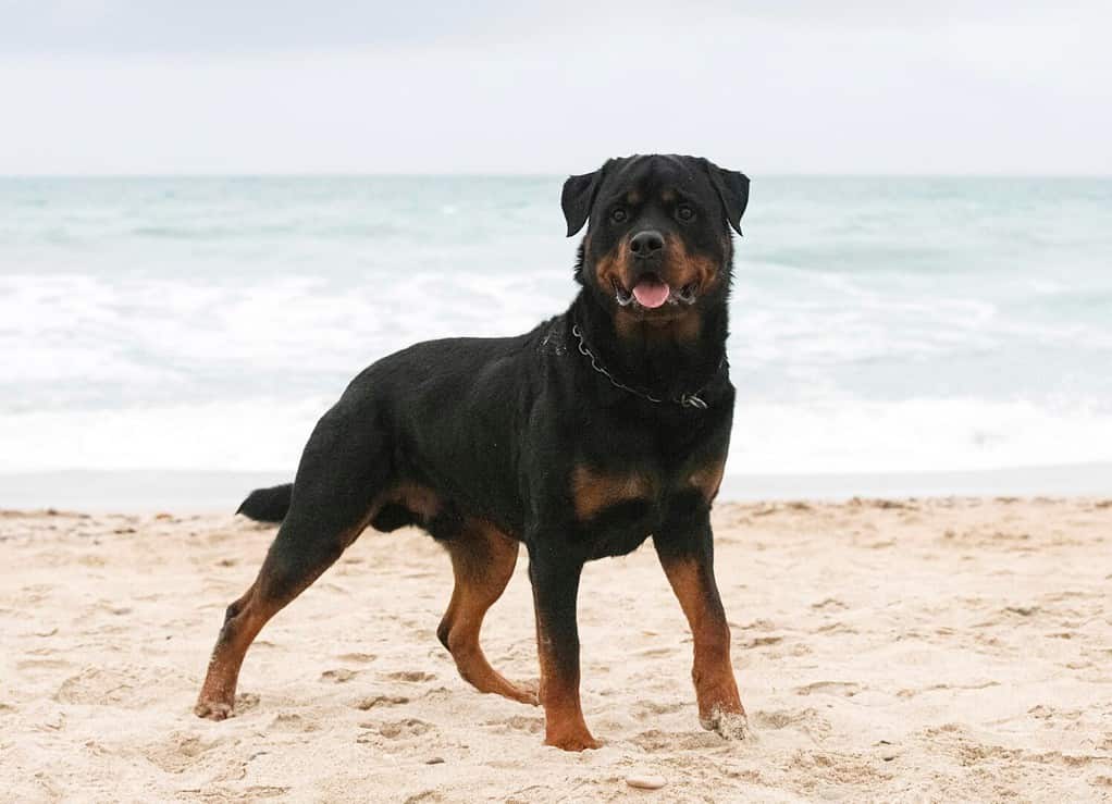 Rottweiler vs. Leonberger: 8 Key Differences