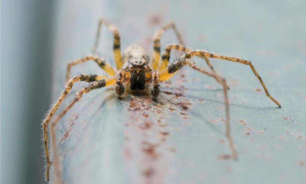 10 Spiders Crawling Around San Jose