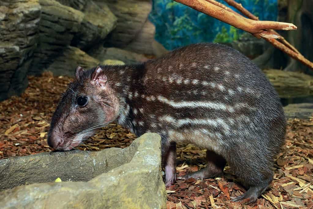 Meet the Pacarana: The Large and Slow-Moving Rodent of South America