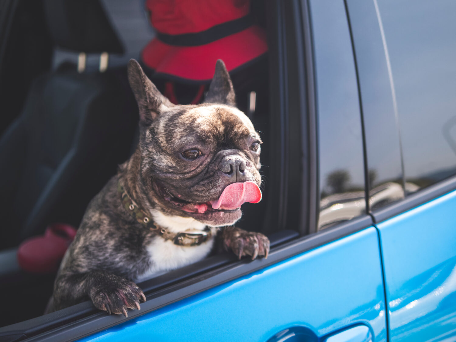 Is It Against the Law To Leave Your Dog In the Car With the Windows Down?