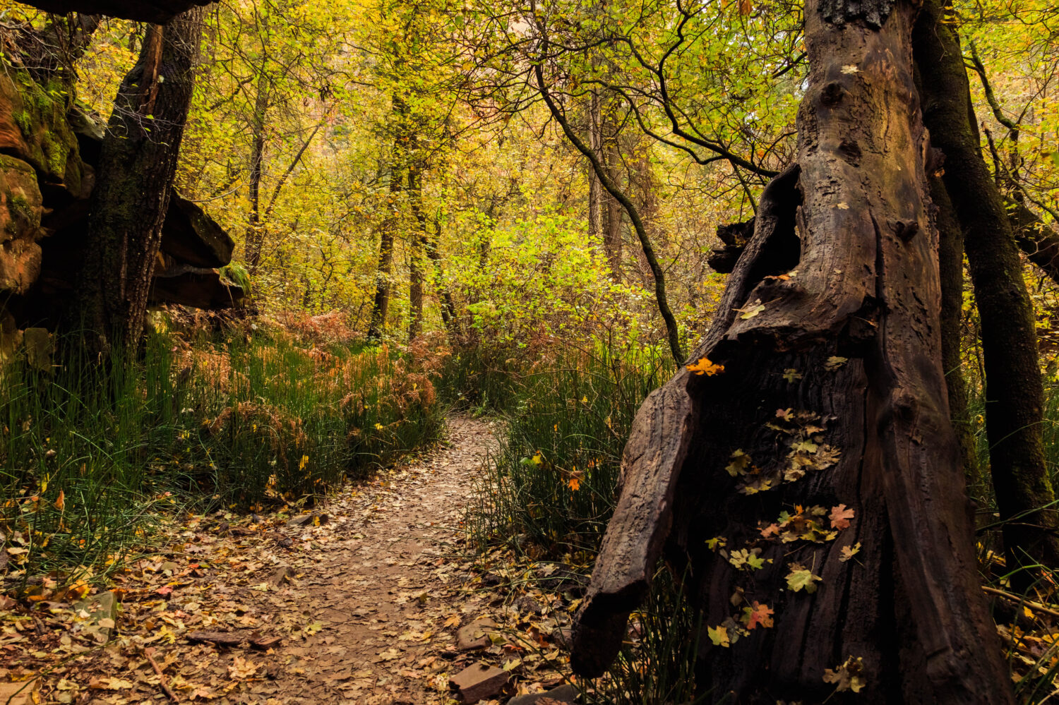 Discover 14 of Arizona's Most Beautiful and Iconic Hiking Trails