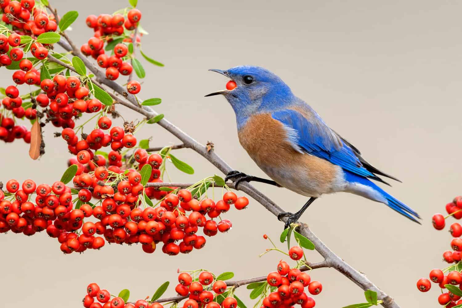 7 Foods You Can Safely Feed Bluebirds Other Than Seeds