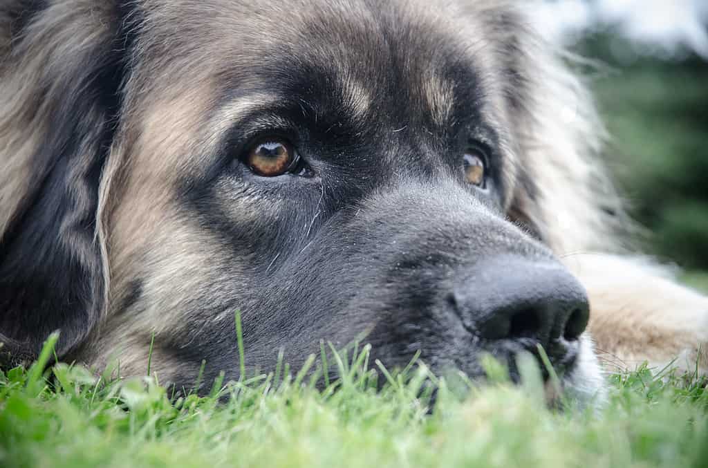 Rottweiler vs. Leonberger: 8 Key Differences