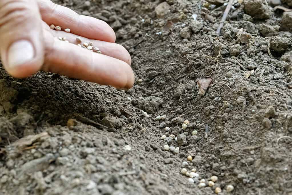 6 Reasons Laying Mulch in the Fall Is a Terrible Idea