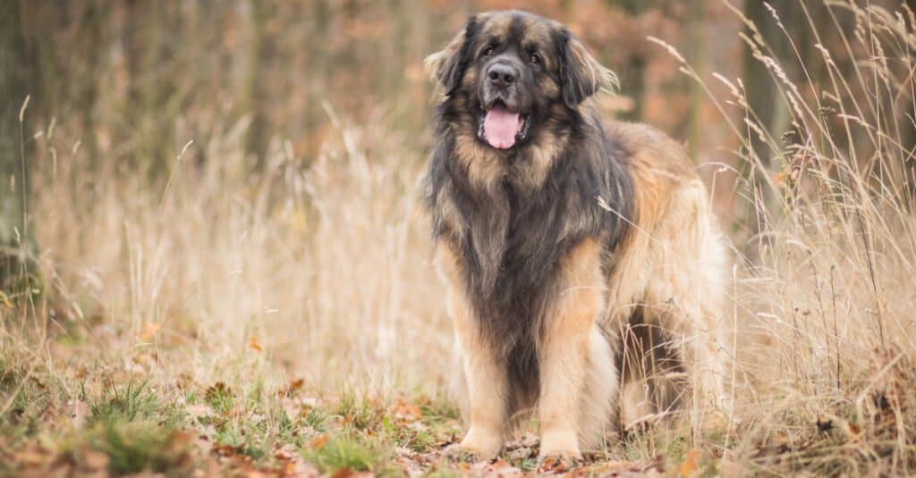 Rottweiler vs. Leonberger: 8 Key Differences