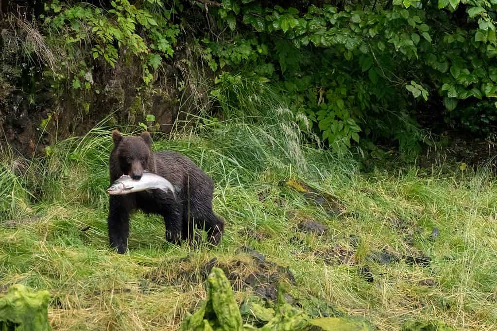 See a Grizzly Bear Turn Ninja and Skillfully Snag a Tasty Salmon