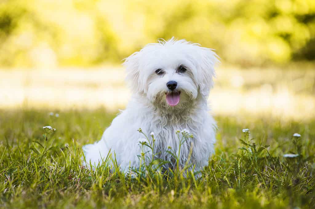 17 Common Maltese Health Problems & Concerns