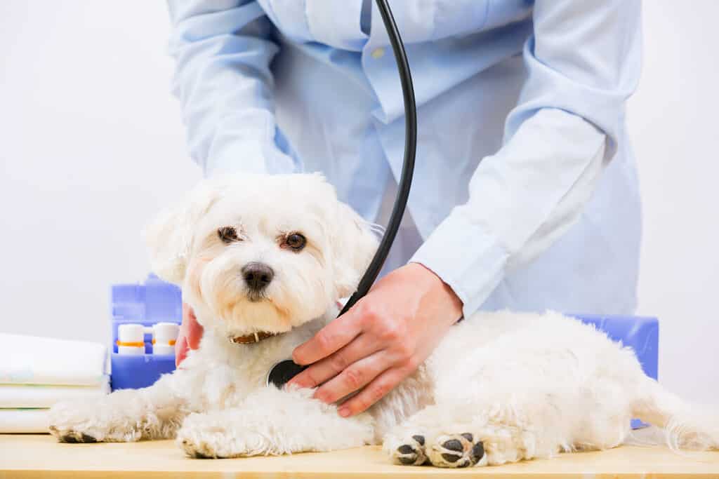 17 Common Maltese Health Problems & Concerns