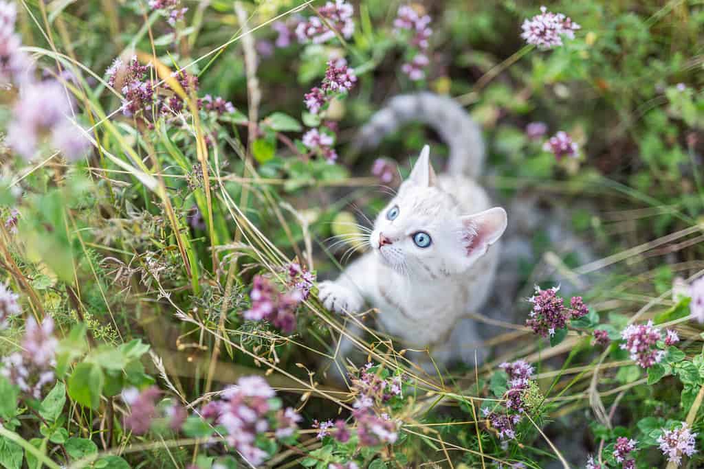 7 Tips to Help Your Cat Safely Explore The Outdoors