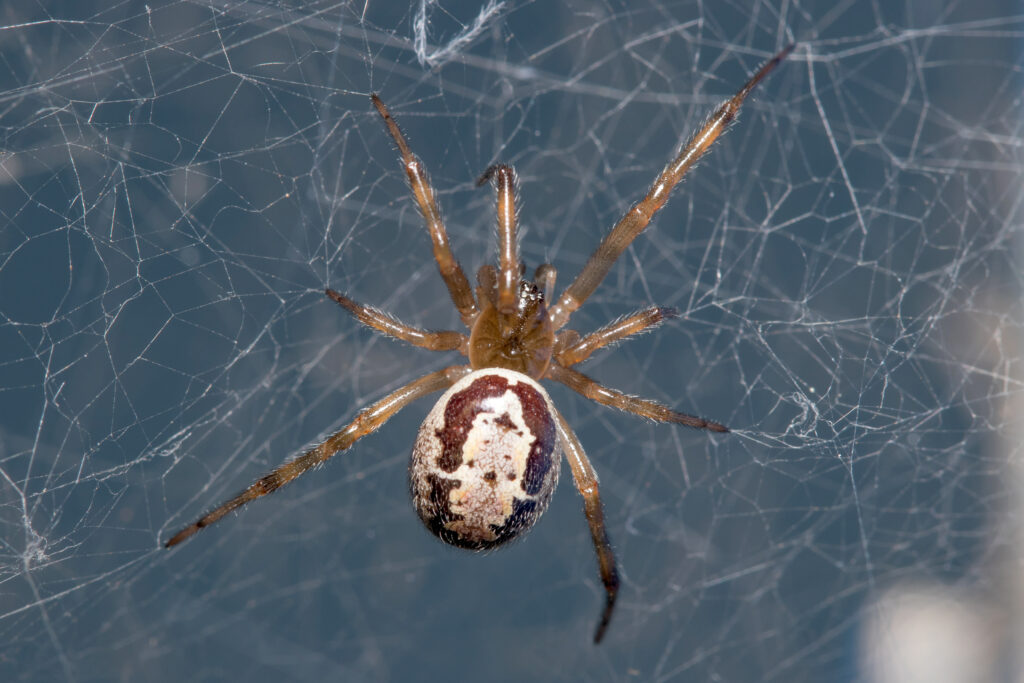 10 Spiders Crawling Around San Jose