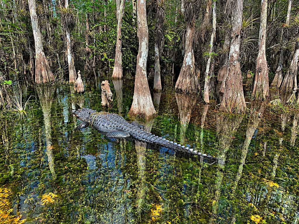 Are There Alligators in Any Parts of Michigan?