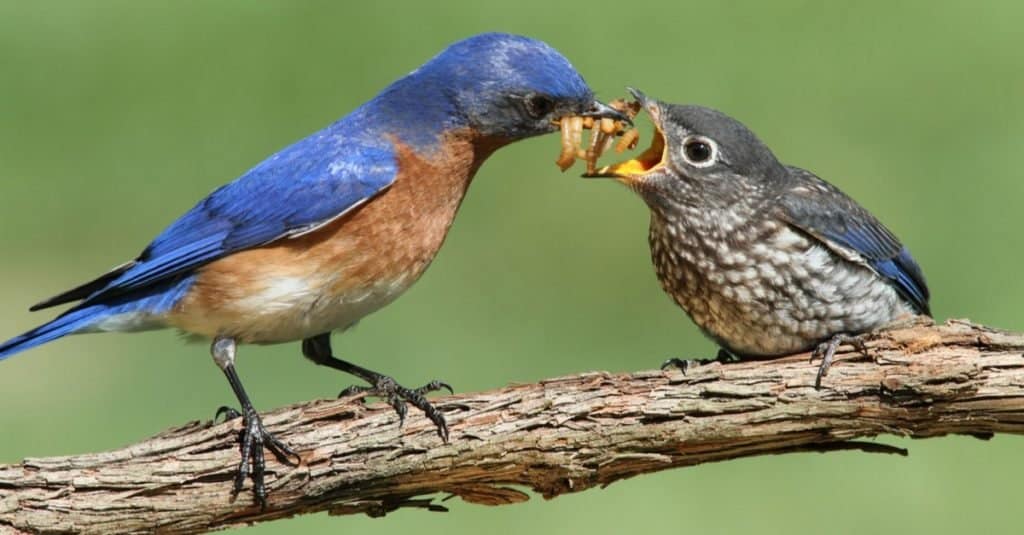 7 Foods You Can Safely Feed Bluebirds Other Than Seeds