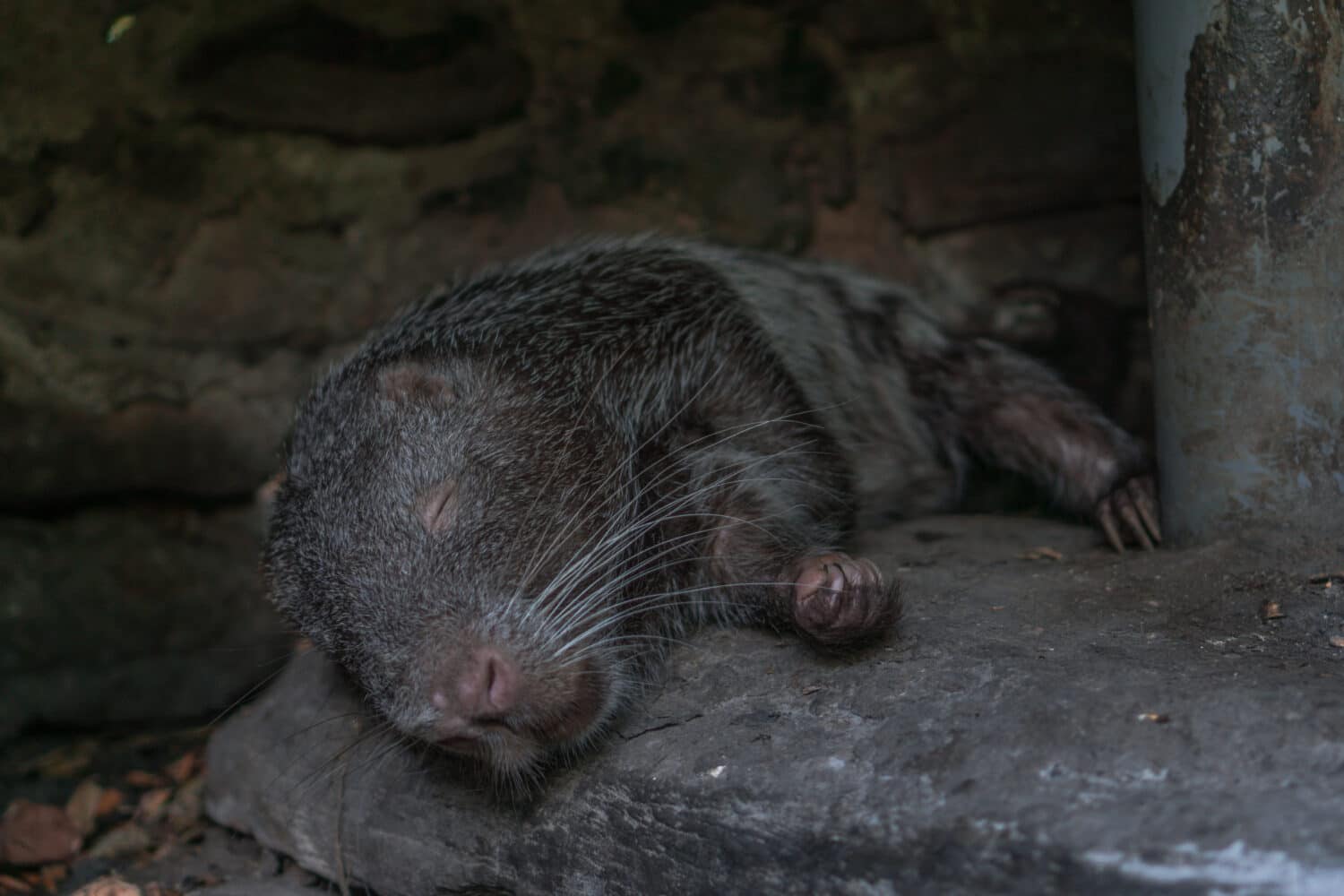 Meet the Pacarana: The Large and Slow-Moving Rodent of South America