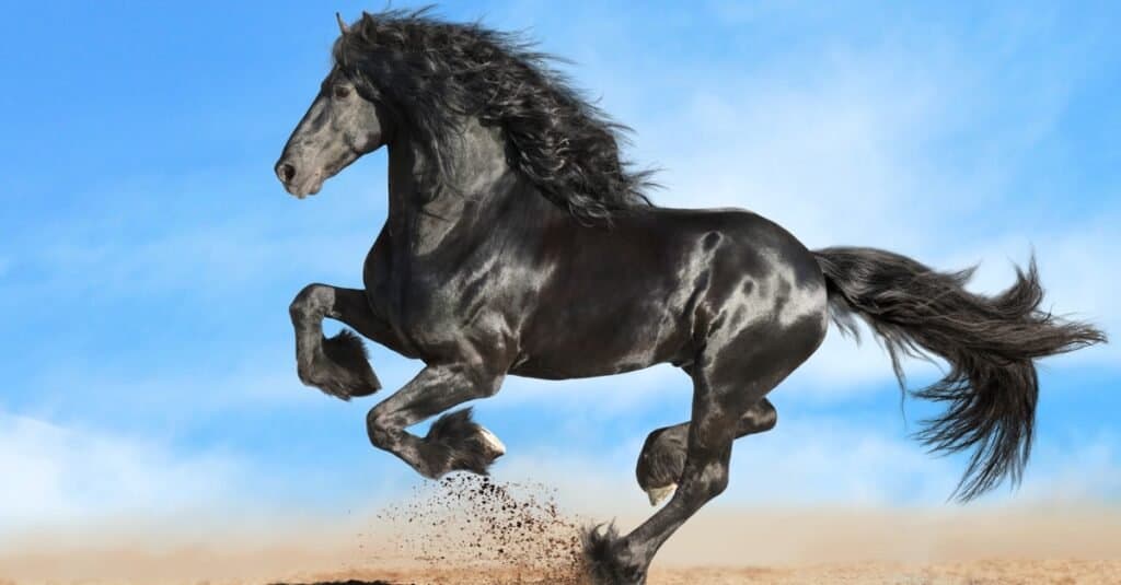 Friesian Horse Prices in 2023: Purchase Cost, Supplies, Food, and More!