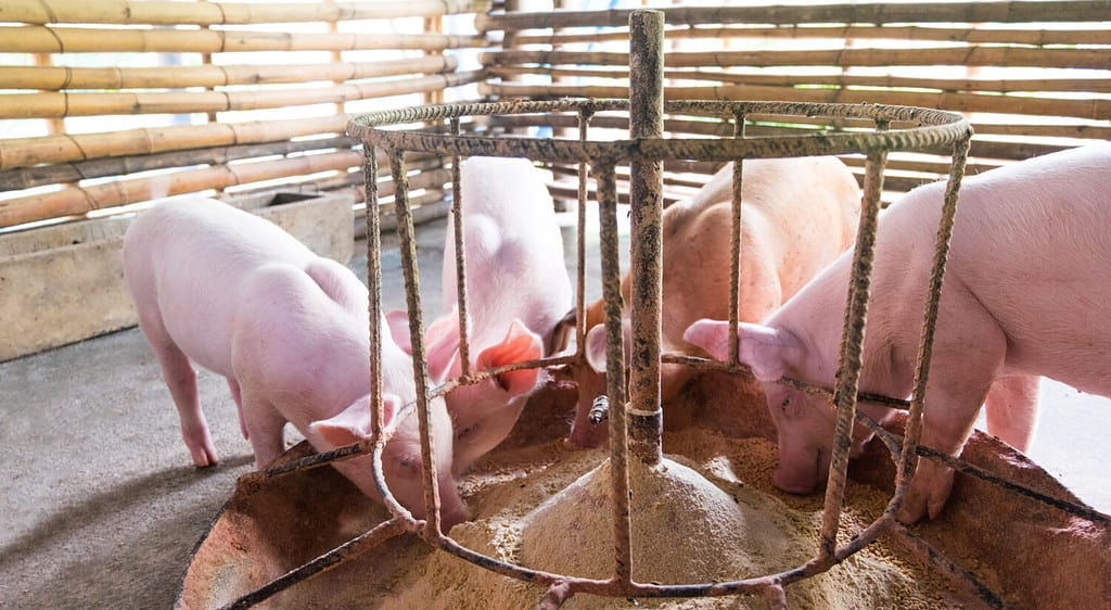 Pig Prices in 2023: Purchase Cost by Type, Feeding Costs, and More!