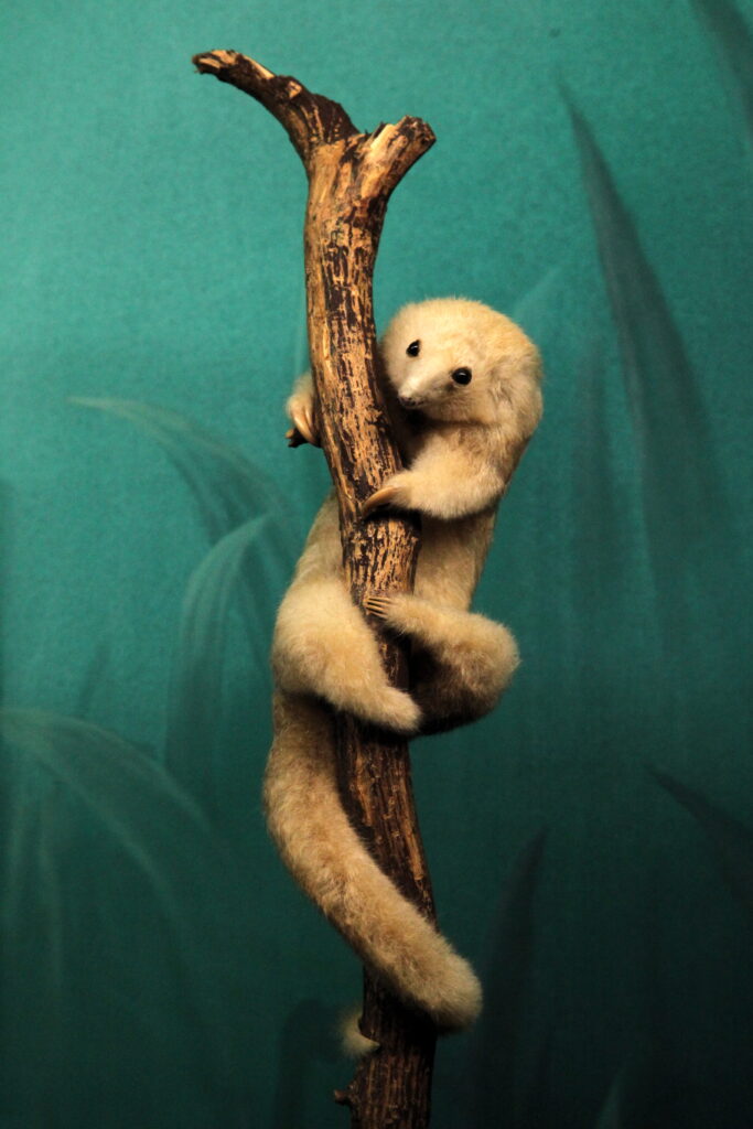 Discover the Mysterious Silky Anteater: Everything To Know About This Small and Slow Creature