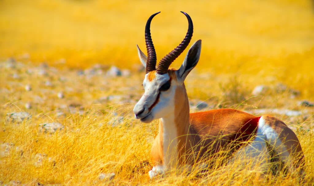 Discover the Top 10 Fastest Land Animals in the World