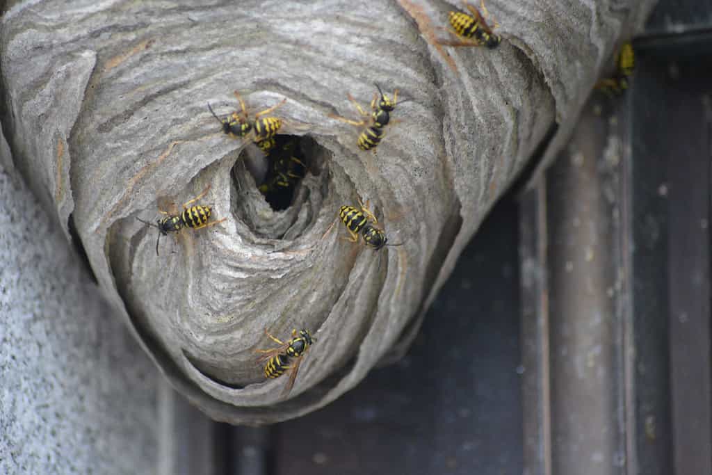 Watch These Wasp Fighters Save an Elderly Client From 10,000 Yellow Jackets That Invaded Their Home