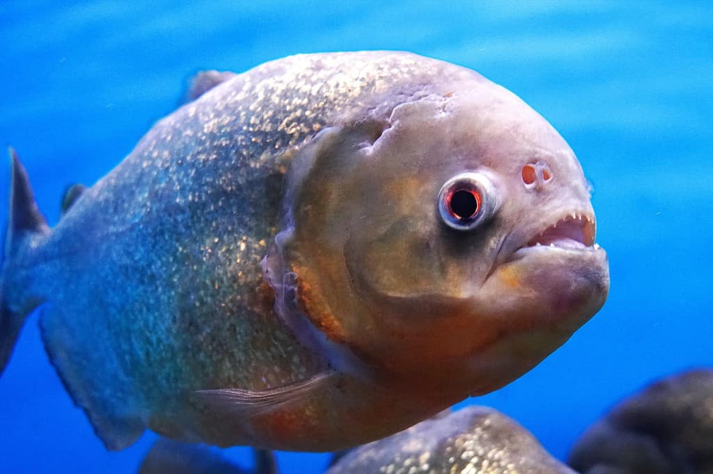 14 Fish with Big Lips (Photos and the Best Ones for Your Tank)