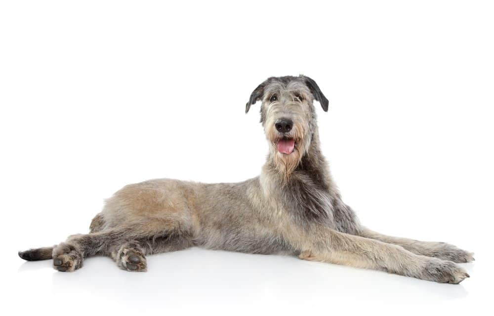 Male vs Female Irish Wolfhound: 4 Key Differences