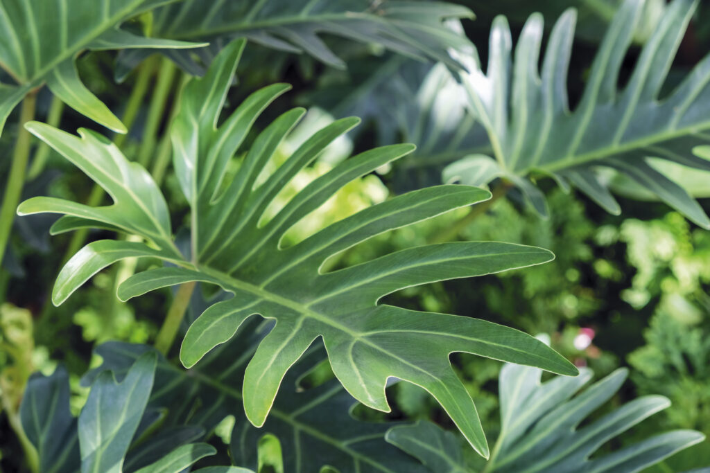 Caring for Your Philodendron Xanadu: 9 Tips for a Healthy Plant