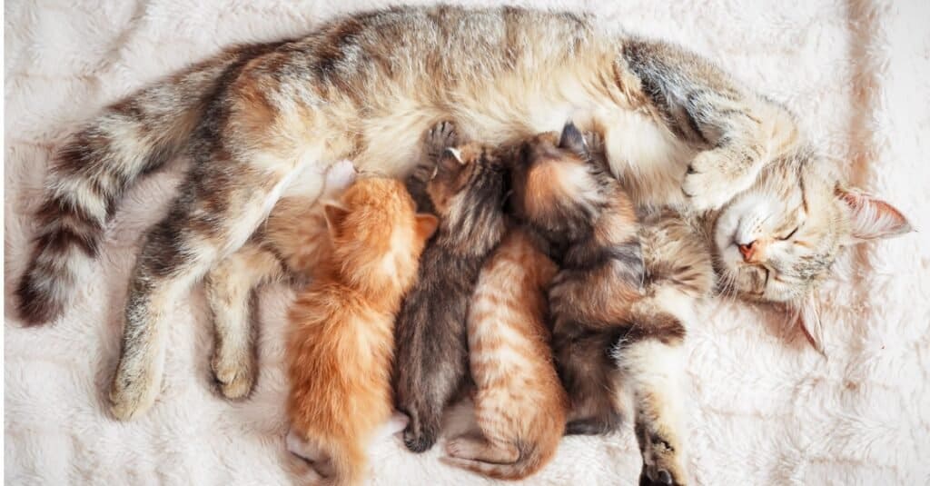 10 Ways To Tell If a Cat Is Pregnant