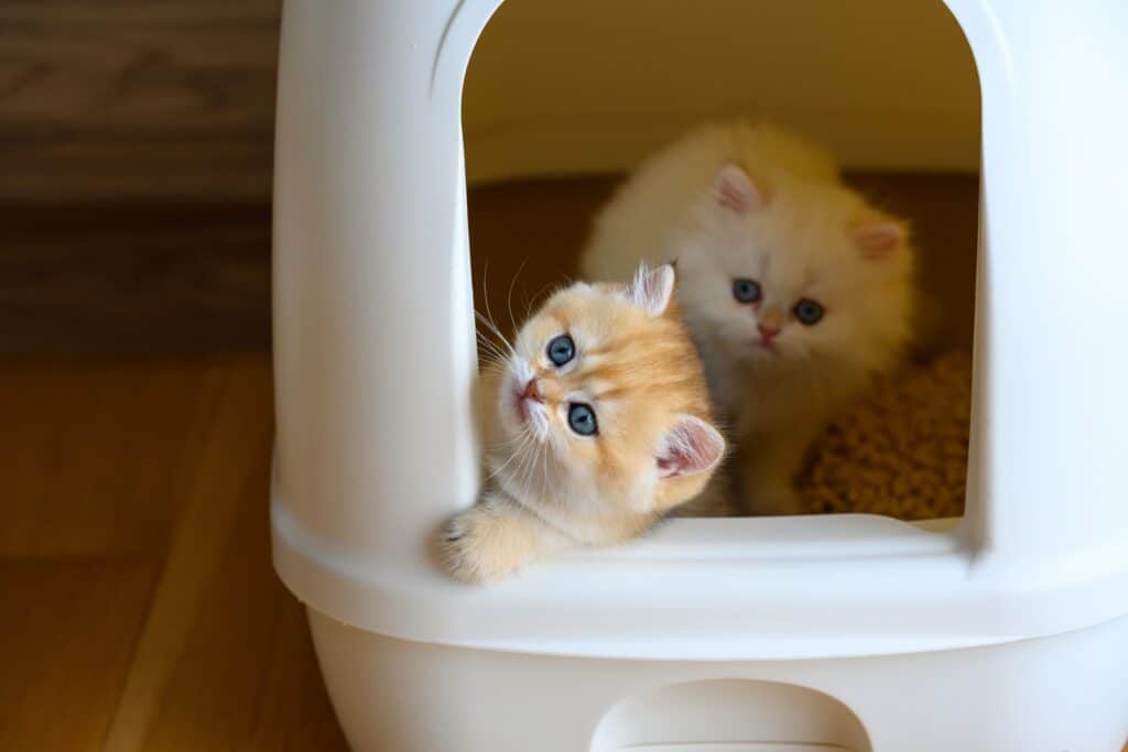 How to Litter Train Your Kitten: Timeline and 5 Steps to Take for Success