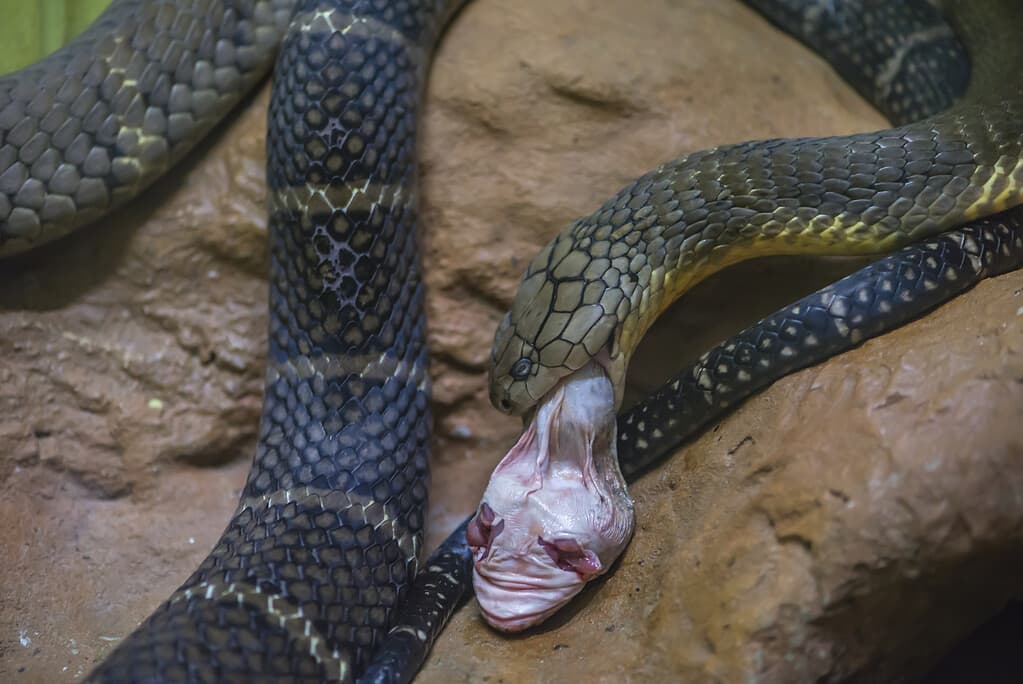 Where Is a Snake's Heart? 5 Amazing Facts About Their Anatomy