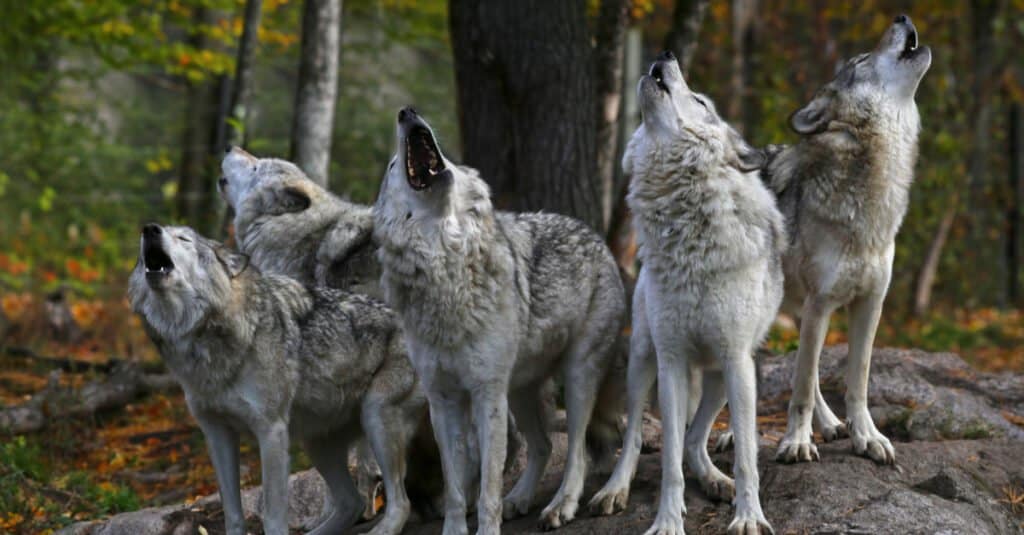 Watch Two Wolf Brothers Sing a Song, Howling to the Heavens in a Brilliant Duet