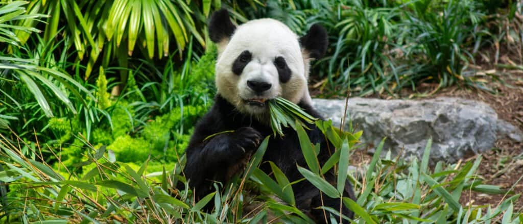 5 Reasons Giant Pandas Can't Get Enough Bamboo