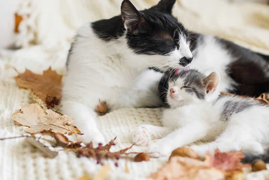 How to Litter Train Your Kitten: Timeline and 5 Steps to Take for Success