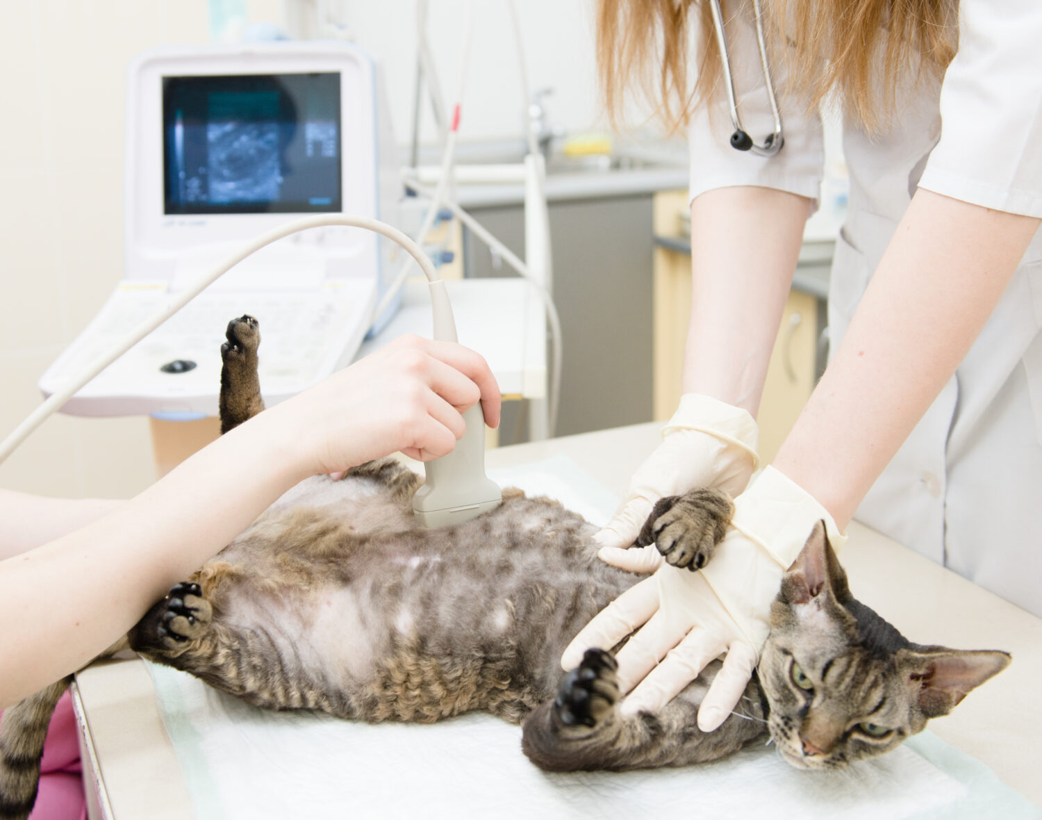 10 Ways To Tell If a Cat Is Pregnant