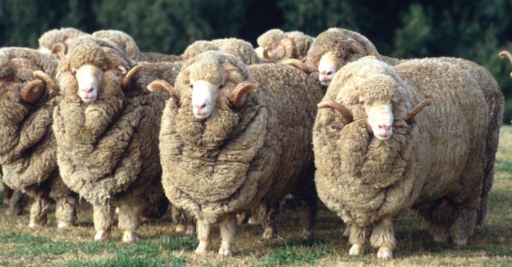 Discover the 10 Countries That Produce the Most Wool