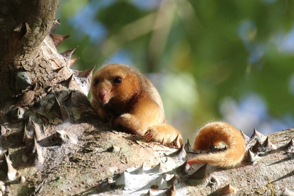 Discover the Mysterious Silky Anteater: Everything To Know About This Small and Slow Creature