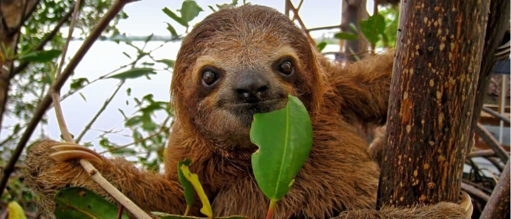 Can You Have a Sloth as a Pet? Do They Make Good Pets?