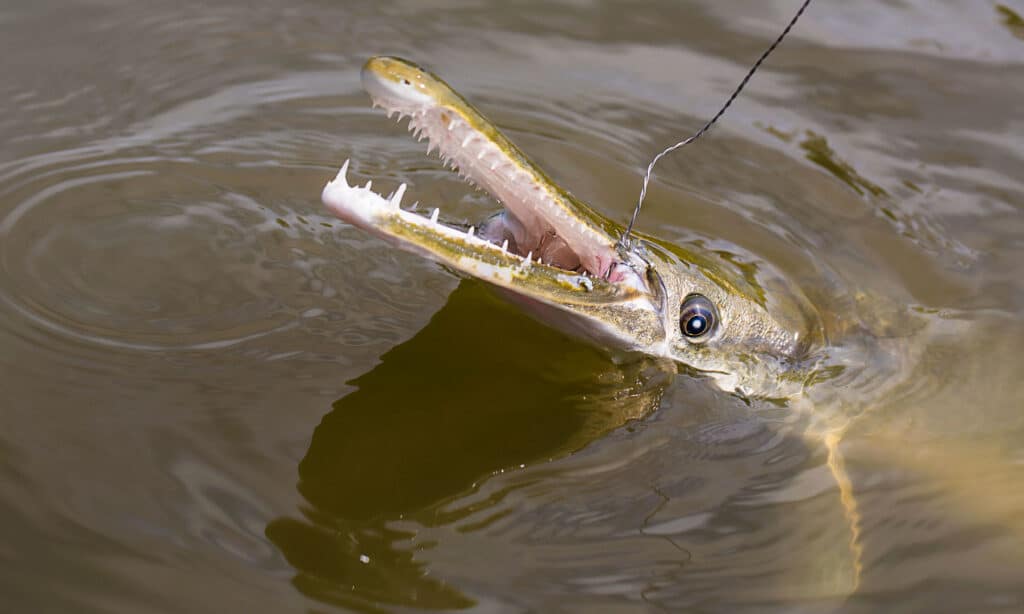 Discover 15 Amazing Fish Living in Lake Allatoona