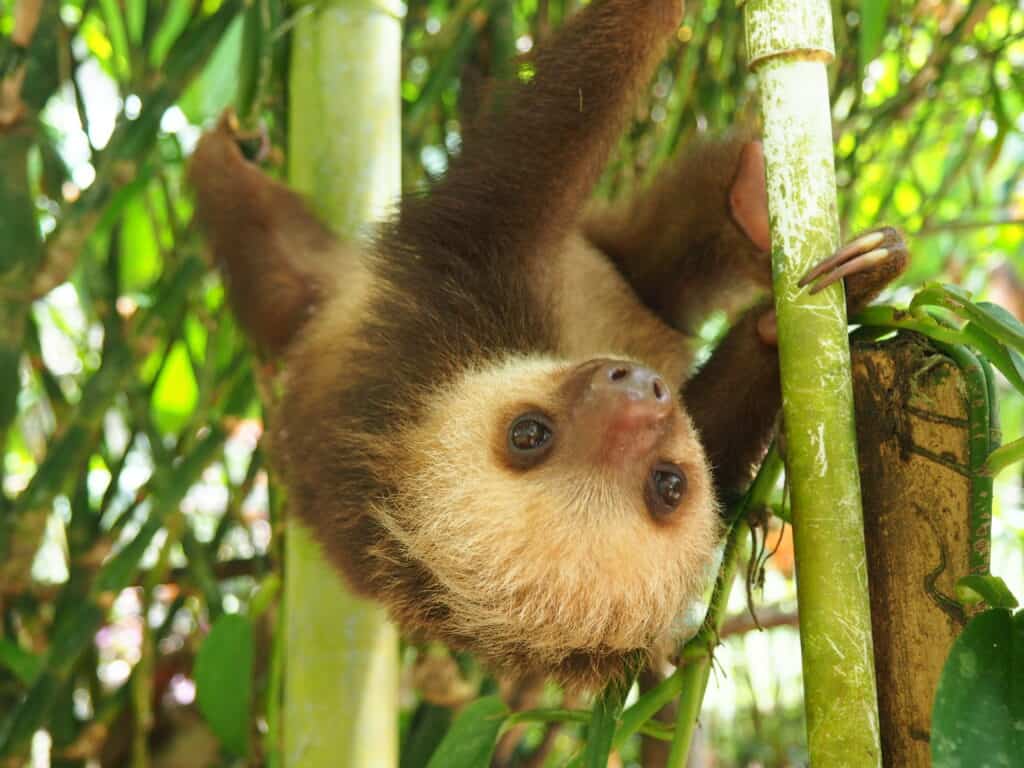 Can You Have a Sloth as a Pet? Do They Make Good Pets?