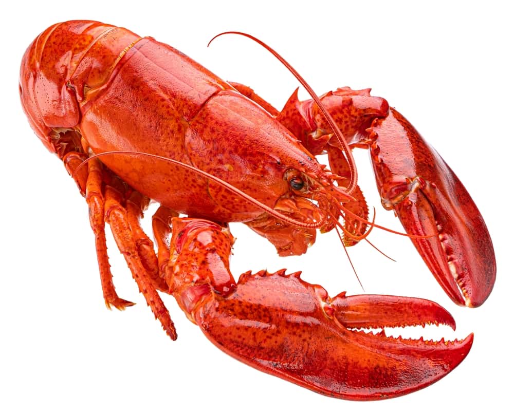 Strength of Lobster Claws Compared to Humans & Other Animals