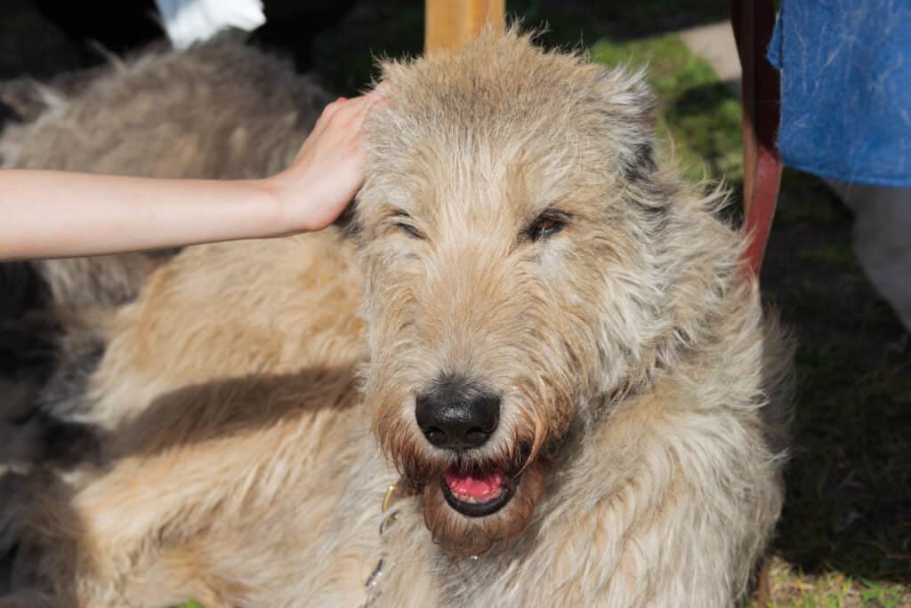 Male vs Female Irish Wolfhound: 4 Key Differences