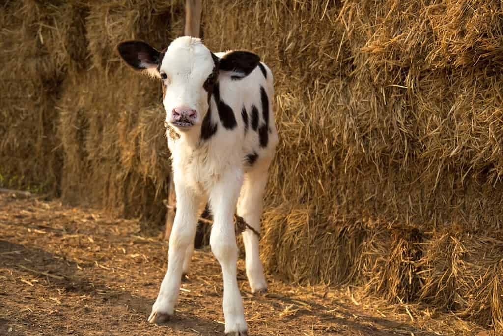 Miniature Cow Prices 2023: Purchase Cost, Food Budget, and More!