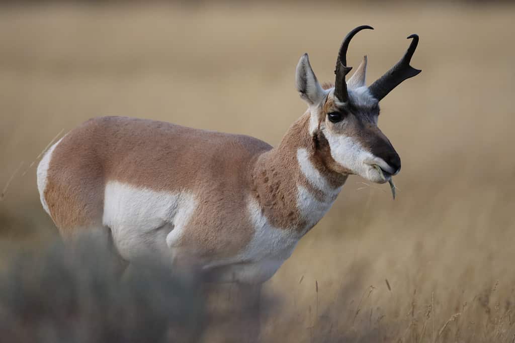 Discover the Top 10 Fastest Land Animals in the World