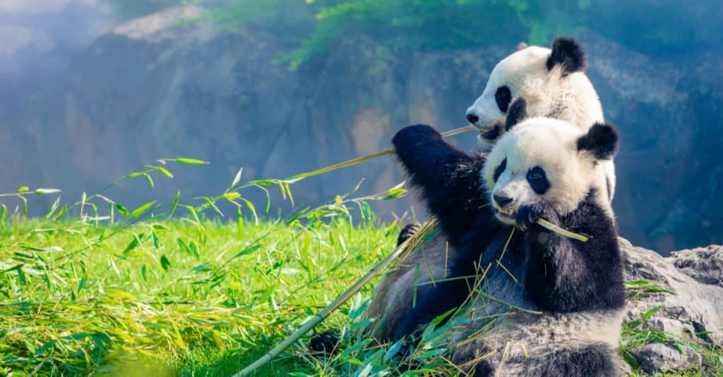 5 Reasons Giant Pandas Can't Get Enough Bamboo