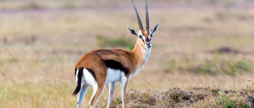 Discover the Top 10 Fastest Land Animals in the World