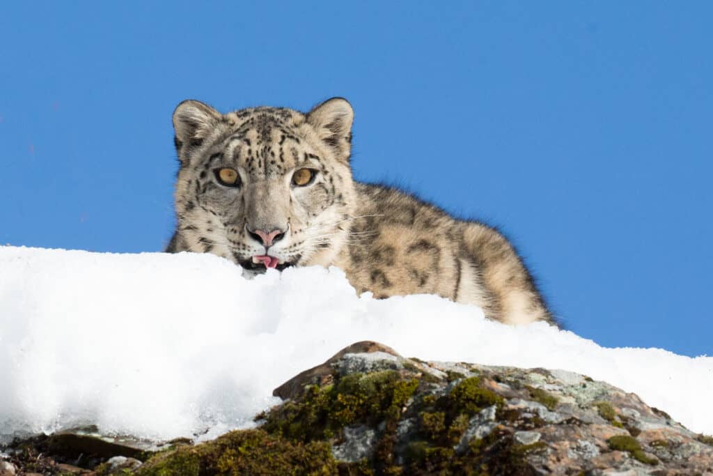 Watch These Snow Leopards Sprint Around Their Enclosure as They Get Zoomies Just Like a Pet