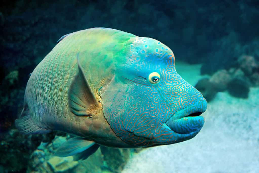 14 Fish with Big Lips (Photos and the Best Ones for Your Tank)