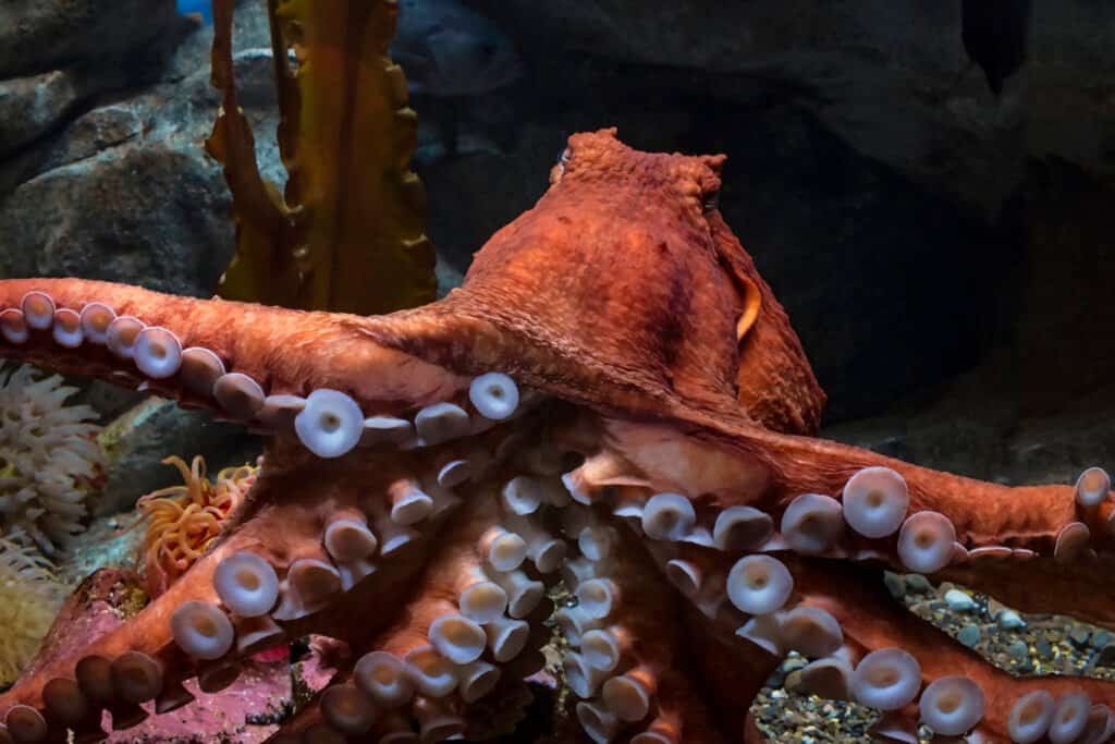 Aquarium of the Pacific: Best Time to Visit and 14 Coolest Animals to See