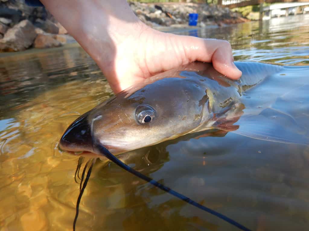 Discover 15 Amazing Fish Living in Lake Allatoona