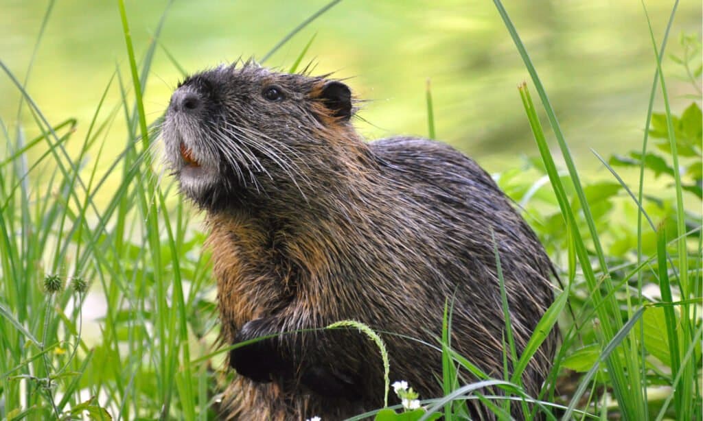 Meet Neuty, The Large Rat Like Nutria That Thinks He Is a Dog