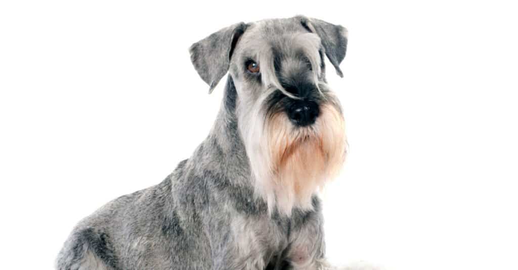 Giant Schnauzer Colors: Rarest to Most Common