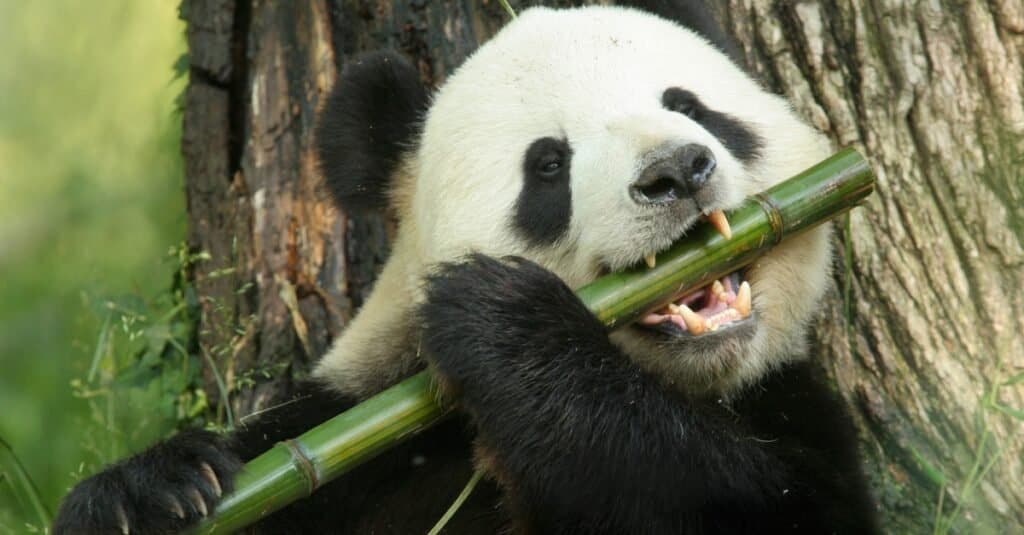 5 Reasons Giant Pandas Can't Get Enough Bamboo